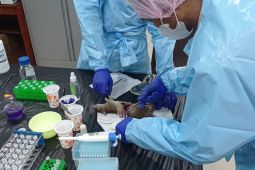 Kemenkes petakan faktor risiko penularan leptospirosis di Manokwari