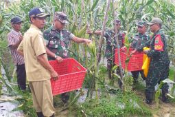 Prajurit TNI bantu petani Sorong panen jagung dukung ketahanan pangan