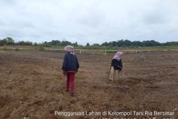 Digandeng offtaker, petani Humbahas tingkatkan produktivitas kentang