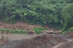 Satwa gajah liar berkeliaran di Pidie, aktivitas petani terganggu