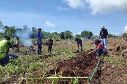 ASN Papua Barat garap kebun demplot dukung ketahanan pangan