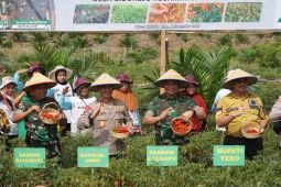 Panen cabai di Tebo, kolaborasi TNI-Polri-petani jaga inflasi Jambi