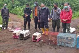 TN Gunung Ciremai terima 7 satwa dilindungi dari BKSDA DKI Jakarta