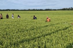 Mendaras pahlawan kehidupan