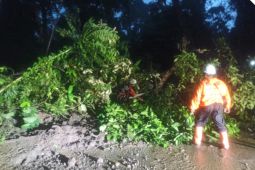 Longsor dan pohon tumbang di Jalur Gumitir akibatkan kemacetan panjang