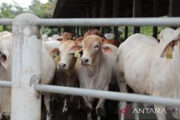 6.878 sapi di Babel disuntik vaksin PMK dosis kedua