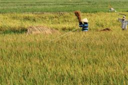Distan Kuningan sebut produksi beras hingga Oktober capai 207 ribu ton