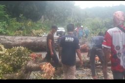 BPBD  KKU sigap membersihkan pohon tumbang  di jalan Sukadana