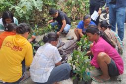 Pemkab Samosir distribusikan bibit kopi program bantuan pengembangan tanaman kopi