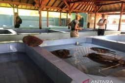 TCEC akan mengenalkan konservasi penyu di Bali ke delegasi G20