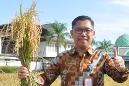 Produksi padi di Kalbar capai 814.743 ton Gabah Kering Giling