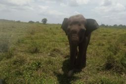 Gajah Way Kambas serang warga hingga luka berat