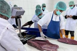 PT Perikanan Indonesia kirim 10,8 ton Tuna Loin ke Jepang