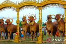 Pemkab Pamekasan dan UTM kerja sama kembangkan ekowisata sapi