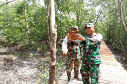 Hutan Mangrove Pangkal Babu Tanjabbar