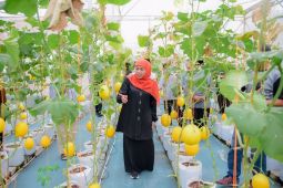 Khofifah panen melon di Masjid Al Akbar Surabaya