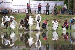 Pertamina Patra Niaga Regional Sumbagsel tebar 200 ribu benih ikan endemik di kanal Candi Muaro Jambi