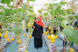 Gubernur Khofifah panen melon di Masjid Al Akbar Surabaya