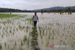 Belasan hektare sawah di Sayur Matinggi terancam gagal panen
