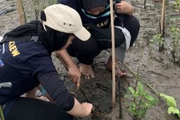 BEM Vokasi UI lakukan penanaman 3.500 bibit bakau di Kandanghaur Indramayu