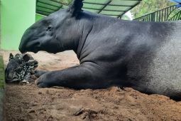 Kebun Binatang Jambi rutin periksa satwa pastikan jaminan kelayakan hidupnya