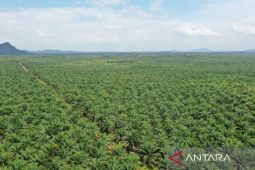 Kalimantan Barat strategis bagi G20 sebagai produsen energi hijau