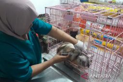 Mukomuko dapat tambahan vaksin antirabies untuk 27 pasien