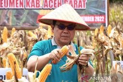 Aceh Barat panen 46 ha jagung hibrida, begini harapan Pj Bupati Mahdi