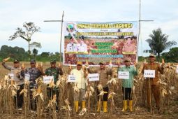 Bupati Kotabaru panen dan tanam jagung bersama kelompok tani