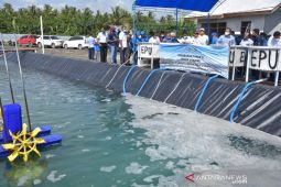 Kemenko Marves:  Teluk Tomini potensial untuk industri udang vaname