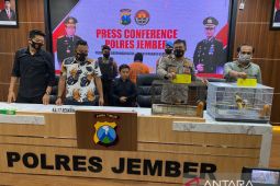 Polres Jember  tangkap warga yang memelihara burung Cenderawasih