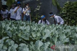 Kemandirian pangan dari lahan sempit di Kota Bandung