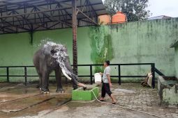 Taman Rimba  tunggu kedatangan gajah betina calon pendamping Alfa
