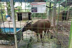 Pelaku eksploitasi satwa liar dilindungi tertangkap di Boalemo