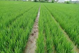 Petani di Kabupaten Lebak tanam benih nutrisi zinc 1.000 hektare atasi stunting