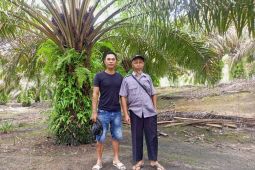 Perkebunan kelapa sawit Darminto semakin luas setelah jadi mitra binaan PT Timah