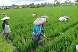 Distan Kabupaten Lebak minta petani percepat masa tanam dukung produksi pangan