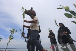 Aksi tanam mangrove