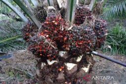Penerimaan pajak dari komoditas sawit di Bengkulu capai Rp457 miliar