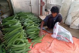Petani sayuran gambas di Lebak raup keuntungan Rp40 juta/hektare