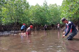 Komunitas Likupang Raya gelar penghijauan mangrove peringati Hari Pohon Sedunia