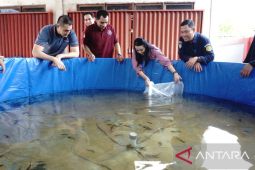 Karolin ajak masyarakat manfaatkan perkarangan untuk budidaya lele