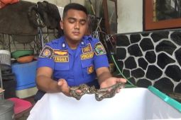 Damkar Trenggalek evakuasi belasan anak ular piton di pemukiman warga