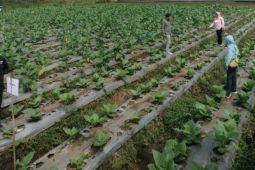 Pemkab Garut siapkan bantuan peningkatan kualitas produk tembakau