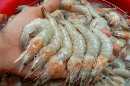 Dinas Perikanan Sukabumi kembangkan budidaya pembesaran udang vaname di Tegalbuleud