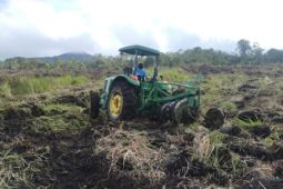 Lahan food estate seluas  50 hektare di Pakpak Bharat mulai dikerjakan