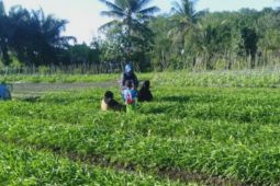 DTPH Paser kembangkan tanaman hortikultura
