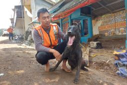 Anjing pemburu jasad temukan 10 korban gempa di Cijedil Cianjur