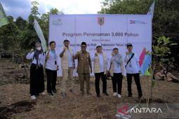 PLN ajak gubernur tanam 2.000 pohon di Kalimantan Selatan