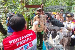 Belasan satwa endemik Papua dilepaskan di Taman Wisata Kota Sorong